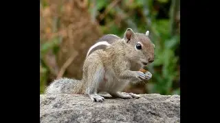 Squirrel in my family | kerala Squirrel | Squirrel Keeps Coming Back