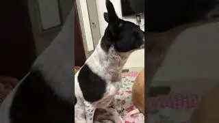 #adoptdontshop #dogs #feel #labrador #charlie #feeling #viral #viralvideo #dogsofinstagram #myludoo
