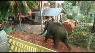 An angry elephant chases a man and attacks residences in Kanjikode , Palakkad district