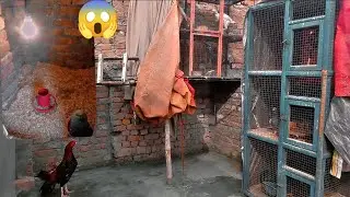 Chuzo ny larna shuru kar diya 😱