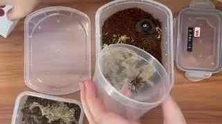 Just a quick escape and rehouse of my davus pentaloris sling
