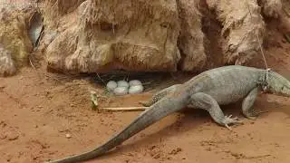 Primitive Technology - Catching Komodo Dragon Trap Using Komodo Dragon Nest
