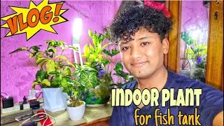 New Indoor Plants for My Fish Tank + Amazing 1000W LED Table Lamp | Thank You for 100 Subscribers!