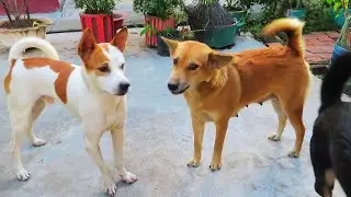 A loyal dog waiting for its neighbor