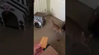 Kurt Eats a Graham Cracker