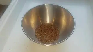 Sifter for mealworms and superworms