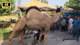 Шариф Кэмел Курбани на празднике EID 2025