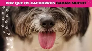 Por que os cachorros BABAM MUITO?