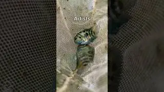 ART AND ARTISTS🧑&zwj;🎨|| POLARBLUE PARROT FISH #shorts #peacockbass #polarblueparrotfish #arapaimafish