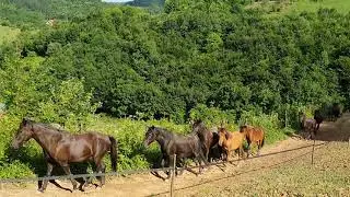 Ergela Žiga - Bosanski brdski konj