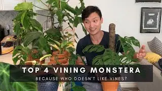TOP 4 RARE VINING MONSTERA: Siltepecana, Standleyana, Peru, and Adansonii | Ep 6
