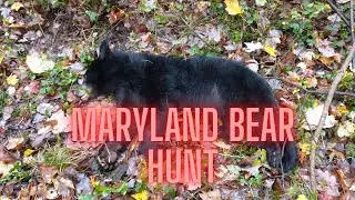 Maryland Bear Hunt