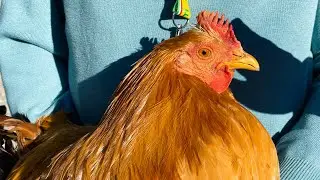 Real Cappone di Racconigi: inizia una nuova stagione di commercializzazione