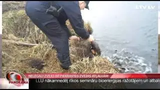 Nelegāli zvejo ar piekrastes zvejas atļaujām