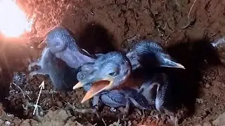 Can This Baby Bird Swallow Such a Large Prey?