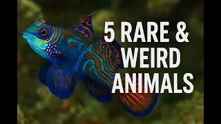 “5 Animals You’ve Never Seen Before – Until Now!”
