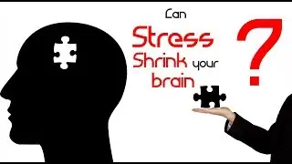 Can Stress shrink your brain?  : Brain Science Minute : Neuroscience News and Research