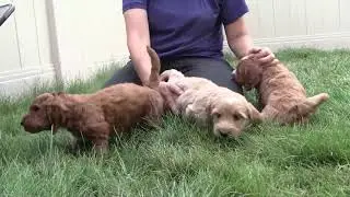 Mini Multi gen Goldendoodle pups