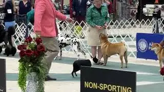 2025&ndash;09-01 NOHS N-S Group Bichon Frise L&ouml;wchen Boston T Judging Day 5 Bluegrass Cluster Lexington KY