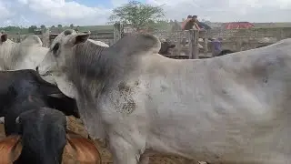 Feira de gado em São João-Pe 02-02-2026 @gado de corte 🥩 