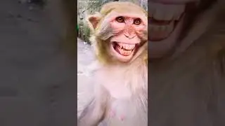 Monkey speech the speaking #monkey #shots