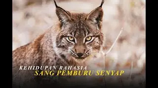 PART 1 Di Balik Bayangan: Kehidupan Rahasia Kucing Liar #wildlifedocumentary #kucingliar