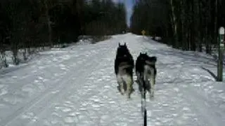 12 degrees, sunny, and mushing