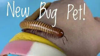 My First Insect Pet! - Golden Millipede