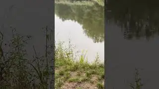 Best Way To Clear Your Head🙏🏼 #fishing #fish #tiny #rod