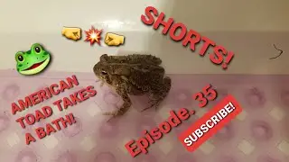 AMERICAN TOAD TAKES A  BATH!!! #SHORTS