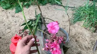 زراعة شجرة الدفلة واكثارها بالعقل 🌺🌷