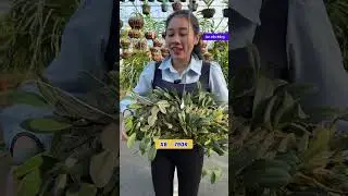 Săn sale 2/2 gi&aacute; rẻ ạ || Hoa lan TRỌNG MBS