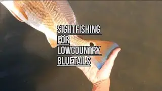 SIGHTFISHING FOR LOWCOUNTRY BLUETAILS