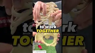 The Pelvis and Ribcage