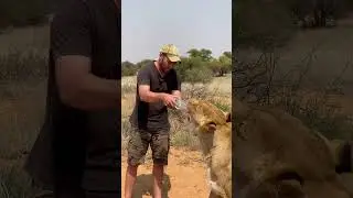 Val & Sirga the Lioness at Modisa Wildlife Project