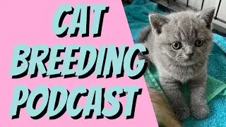 How Can Your New Cat's DNA Give You A HEAD START?