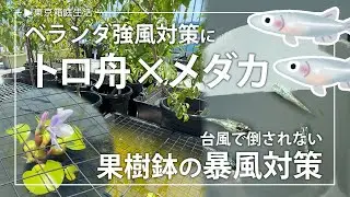 【ベランダ園芸】台風シーズン前のベランダ強風対策！トロ舟&times;メダカで一石二鳥【ルーフバルコニー活用】