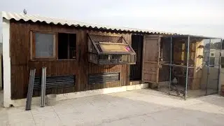سلالات عالمية للبيع عند البطل مصطفى سنسو 🏅🏆 لمن يهمه الأمر :0668262454