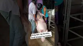 #largewhite #pig #piggery #chickenbroiler #piggerybusiness #chicken #poultryfarming #pigindustry