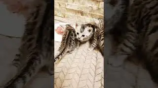 Kittens Don't Like First Meal #kitties #kittens #weaning