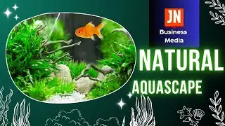 Natural Fish Tank Setup Zero maintenance #trending #fyp #aquarium #nature #aquascape