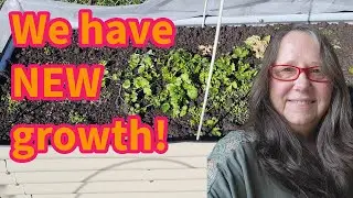 Indoor Greenhouse Seedlings | Garden Update AFTER Temps in the 20s🥶