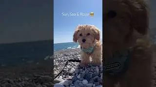 Ocean vibes with my best friend Rosie. #summer #cute #puppy #travel #dogs