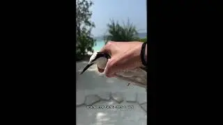 Дима Билан: Мальдивская птица - Доктор Билан в деле 🐦