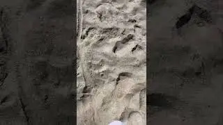 Walking on Squeaky Beach Sand | Oddly Satisfying ASMR Footsteps 🌊👂#shorts