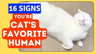 16 Ways Your Cat Thinks You’re THEIR EVERYTHING!