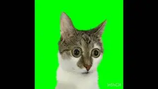  BEST CAT MEMES [ GREEN SCREEN ] | DOLBY YTP | 7