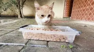 She Eats and Purrs at the Same Time