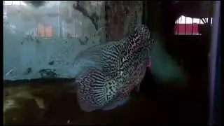 TETRA / FLOWERHORN / ANGEL FISH