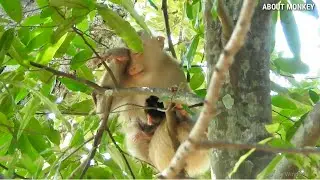 Life Of Mother Not Comfortable Always Take Care,Young Mom Monkey Rose Just New Has A Baby Monkey Rex